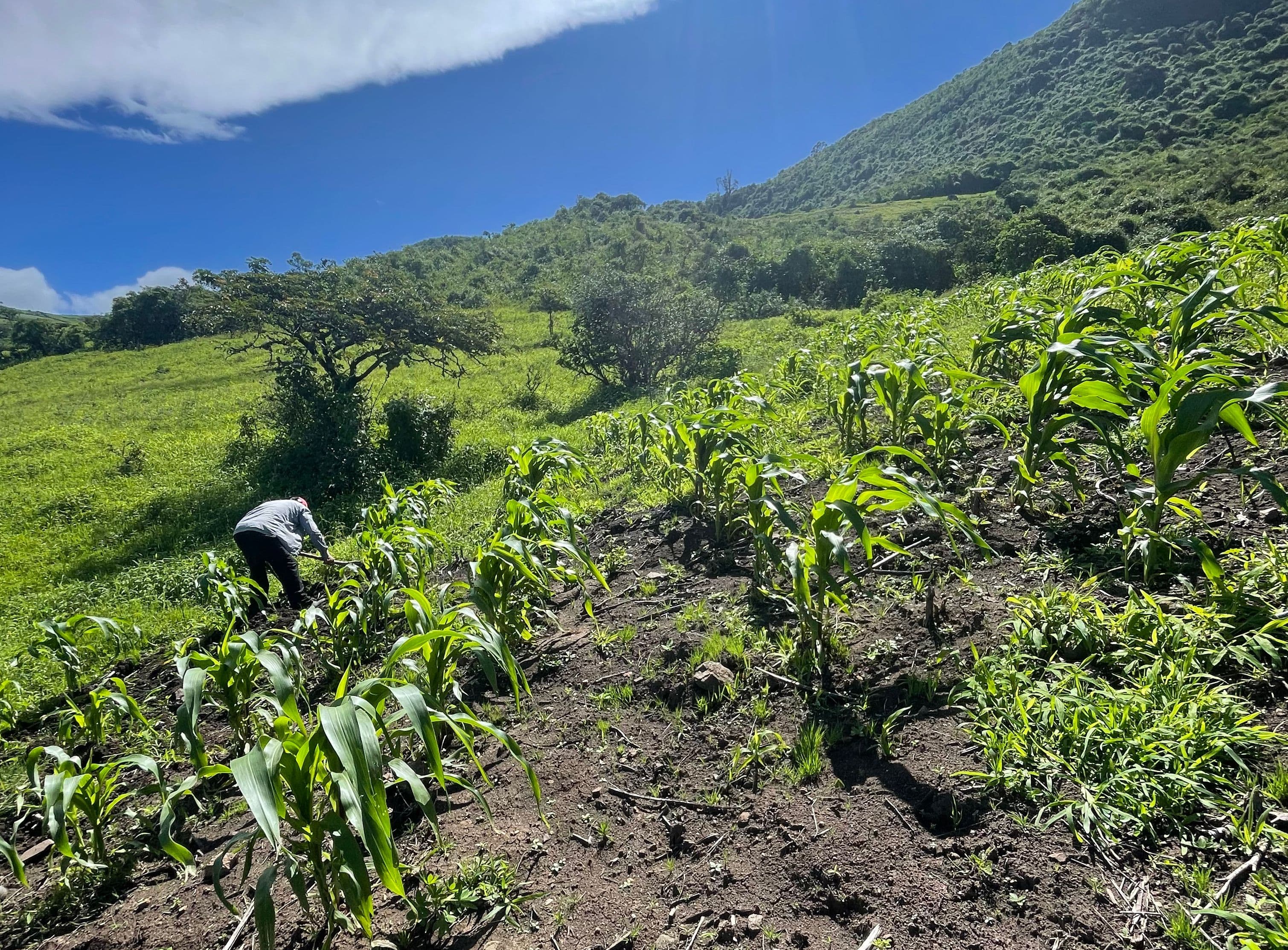 La Agricultura en Udima