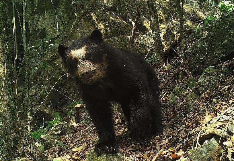 Imagen del artículo